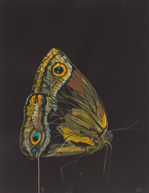 Large Moth Profile <br>25.5” x 19.5”