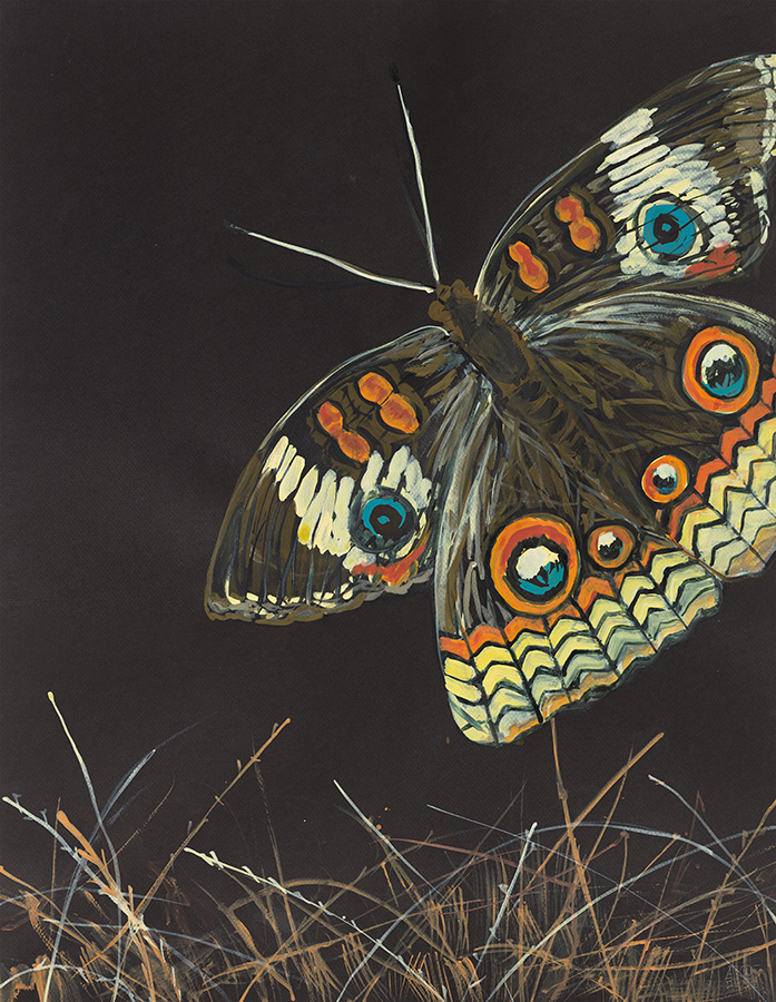 Large Open Winged Moth with Grass